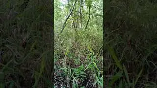 In the reeds, #nature, #naturesounds, #easyhike
