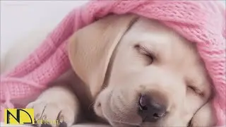 20 часов любимой музыки собак🐶💖Музыка для сна собак 🐶🎵 Музыка для снятия беспокойства при разлуке🎵