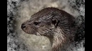 THE RIVER OTTERS   Nature Observation Video