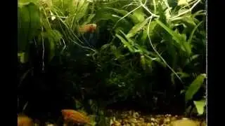 F.gardneri-golden fry and parents