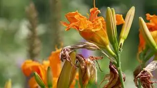 Messenger by Mary Oliver read by Eden Bodnar