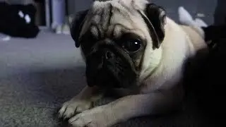 Pug puppy gets spooked!