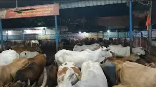 గోశాల 🙏#cows#shelter#devotional 