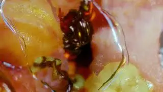 Ludwig Wandinger - 3D Ornaments (Official Video)
