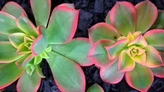5 esp&eacute;cies de Aeonium. Saiba porqu&ecirc; eles ficam feios em determinadas regi&otilde;es.