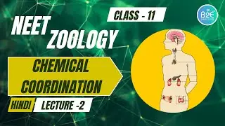 रासायनिक समन्वय  | Lecture 2 | Class 11 Biology (Hindi) | अंतःस्रावी ग्रंथियाँ | NEET | B2E Learning
