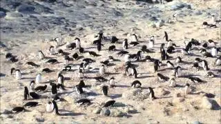 Cape Royds Adelie Colony