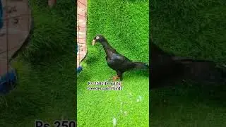 Rare and Beautiful Birds For Sale in Pakistan | Birds Society Rs.2500/breeder pair #birds #rarebird