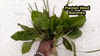 Plantain Weed English Name Plantain Weed English Name Plantain Weed