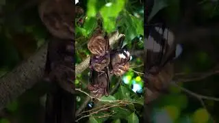 Uncovering the Secrets of Vampire Bats - You'll Never Believe
