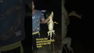 Lizard Trap