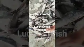 black reetha fish good source of Omega 3 vitamin good for health #delhi #fish #fishmarket #kolkata