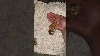 Syrian Hamster hand feeding and taming for beginners
