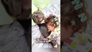 This helpless pitbull was adopted by a kind man, and then this happened #animals #pitbull #dog