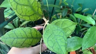 HOYAS GROWTH UPDATE #1