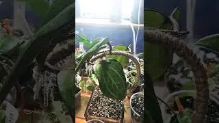 Hoya Obsession