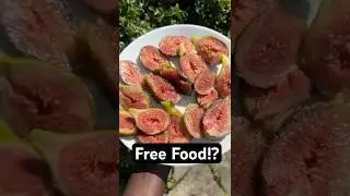 Этим летом я собирала БЕСПЛАТНЫЕ фрукты и травы 🍇🌿 Вы