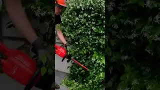 #satisfying #tidy of Jasmine hedge, #yardwork with #milwaukeetools