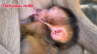 Mother Moka's newborn hybrid baby gets enough milk from her mother