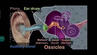 propogation of sound on eardrum# class-8 Physics.Dr.Rao suggest ed.