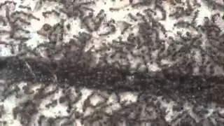 Cool Ant Video | NJ Pest Control Ants | Pest Control Monmouth County Ants