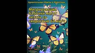 Бабочки Миграция