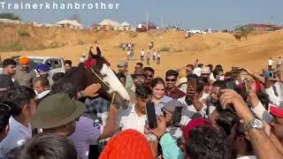 Pushkar fair 2025 Pushkar horse show Marwadi milk teeth fily competition Winner Fiza 🏆