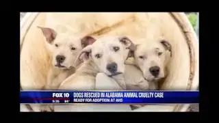 Arizona Humane Society - 2015 in Review