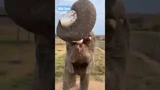 Watch Adorable Baby Elephant Drink Milk Time: Baby Elephant Enjoys a Drink Baby Elephant's |WildBees