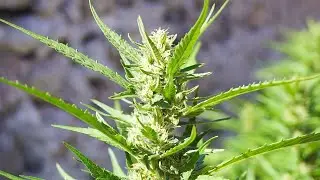 Seguimiento Cultivo de Marihuana Exterior | Esquejes Super Silver Bilbo #2 | MJ Farm3r
