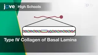 Type IV Collagen of Basal Lamina | Cell Bio | Video Textbooks - Preview