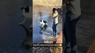 Cats dislike random household items 🤣 #Funny #cat #funnyvideos #viral #fyp