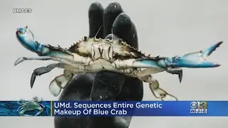 UMD Researchers Sequence Entire Genetic Makeup Of Blue Crab