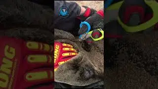 Rescuers Forced to Open Seal&rsquo;s Overgrown Wound #shorts