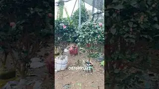Tr&agrave; my ngũ sắc đang hoa sưu tầm lh @876991333 #reels #caysanvuon #hoatramy #trangusac #hoadep #reels