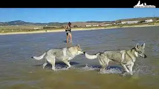 Perros Lobos Checoslovacos en la Playa de Los Lances / Czechoslovakian Wolfdogs at Los Lances Beach