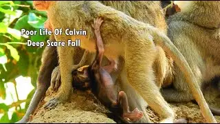 Because Of No Milk ! Poor Life Calvin No Power Deep Scare Fall | Chiko Make To Calvin Poorest Life