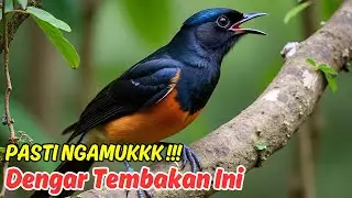 Masteran Murai Batu Tembakan Panjang, Agar Gacor Cepat Nyauut