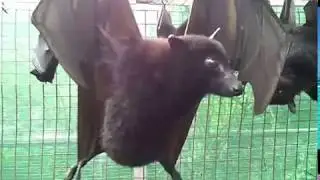 Flying Fox Bat Shows How It