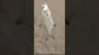 PESCA DE PALOMETON CAPTURA Y SUELTA,  LA LEYENDA EN VALENCIA, BLUEFISH  FISHING , THE FISHING LEGEND