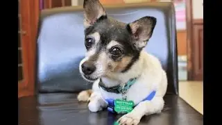 Mikey, a cute little Rat Terrier mix at Muttville!