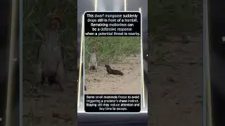This Dwarf Mongoose Plays Dead in Front of a Hornbill