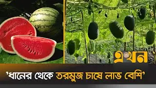 বাণিজ্যিকভাবে চাষ হচ্ছে বর্ষাকালীন তরমুজ | Watermelon | Netrokona | Agriculture News | Ekhon TV