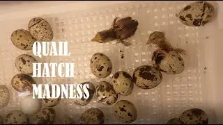 QUAIL HATCH & First Egg EVER!!