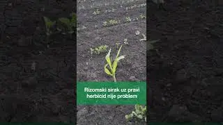 Focus&reg; Ultra - Ultra za&scaron;tita od uskolisnih korova