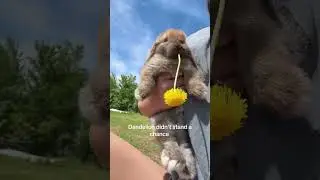 Bunny chewing on dandelion