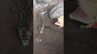 SNAKEHEAD FISH, SNAKEHEAD FISH CATCHING - SNAKEHEAD FISH #shorts  #fish #channa #viralvideo