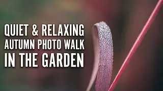 Quiet and Relaxing Autumn Photo Walk in the Garden | Fujifilm X-H2S and XF 70-300mm