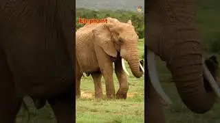 Everyday Moments of Animals - Elephant - Animal Sounds #animalsounds #animalmoments #elephantsounds