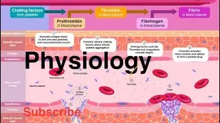 Physiology l Hemostasis l AIIMS I jipmer I pigmer l ESI lRRB lDSSB l paramedical l physiotherapist l